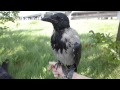 Серая ворона Крышечка сидит на руке/Hooded crow Kryshechka sits on my hand