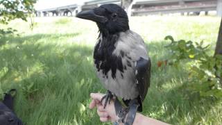 Серая ворона Крышечка сидит на руке/Hooded crow Kryshechka sits on my hand