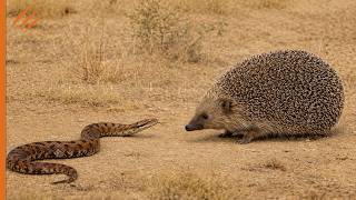 Diese Dumme Schlange Griff Einen Igel An Und Bereute Es Schnell