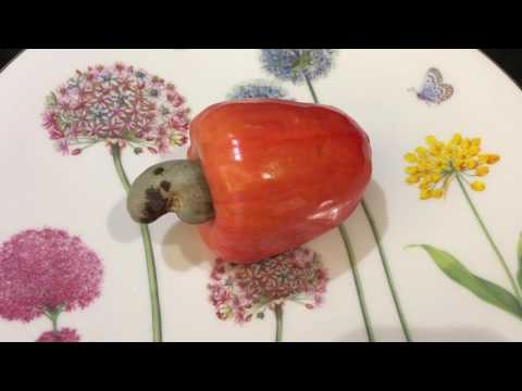 Brazilian Cashew Fruit