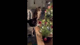 Christmas decorating with Clawdia and Mr. Pirate by Helpful Vancouver Vet 24,289 views 1 year ago 46 seconds