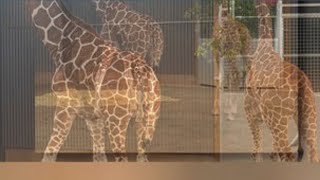 Update on the Natural Bridge Zoo missing baby giraffe case