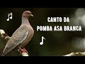 Canto da Pomba Asa Branca / Pombão / Pomba Carijó | Picazuro Pigeon | Patagioenas Picazuro