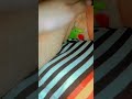 parrot voice#short#vairal#veido
