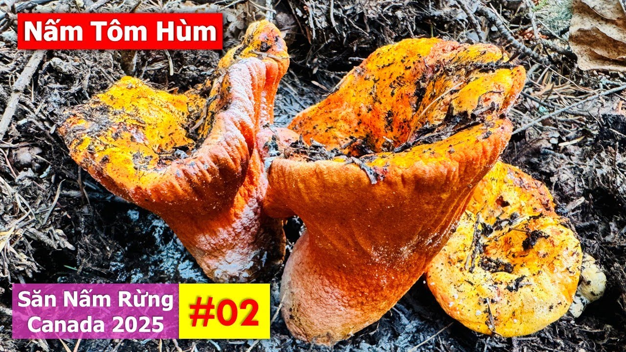 Quá Bất Ngờ VC Nông Dân Trúng Mánh Ổ Nấm Tôm Hùm Quý Hiếm Đỏ Rực Cả Khu Rừng🇨🇦2144》Cuộc Sống Canada 