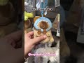 Cari Ganci Capybara imut? ke Miniso aja 🥰 #capybara #gancicapybara #minisoidrekomen