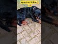 Kaamchor hai tu tinku🤣🤣🤣#shortsfeed #cuteanimal #youtubeshorts #shortsviral #cutedog #rottweiler