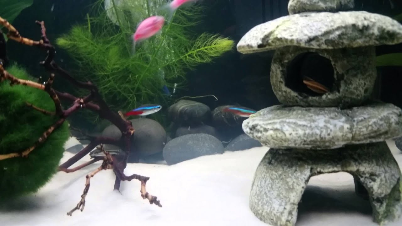10 gallon community sand aquarium YouTube