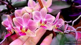 Орхидеи 😘Корни щеткой от этого препарата 👍