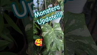Monstera!!! #planthoarder #plants #plantaddict #monstera #art#plantmom #dog #dogmom #spring #fun