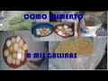 COMO ALIMENTO A MIS GALLINAS