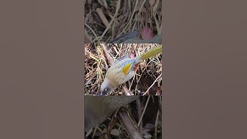 Burung Mesia bertelinga perak yang sangat cantik | AMG Birds #burung #suaraalam