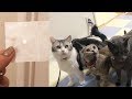 ちゅーちゅーするの誰?お薬のあとのご褒美【ネコ】 #山田猫 #猫まみれ