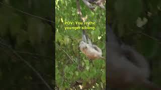 Baby Monkey Causes Trouble In The Jungle