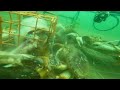 Underwater Crabbing GoPro Footage Overflowing Trap In 5 Minutes On Oregon Coast