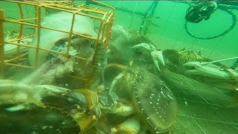 Underwater Crabbing GoPro Footage - Overflowing Trap In 5 Minutes On Oregon Coast