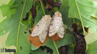 Finding and Removing Gypsy Moth Egg Masses
