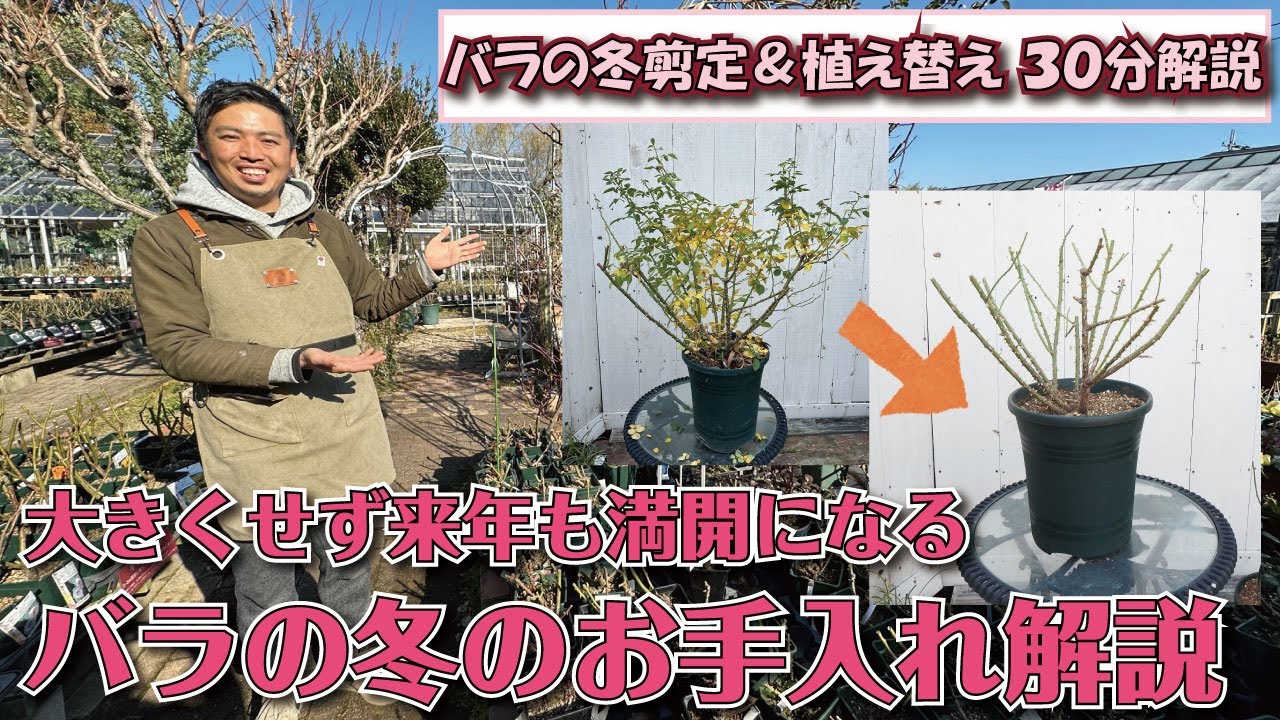 【サイズそのまま】バラの冬のお手入れ解説