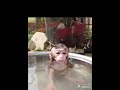 水浴びしてたら犬が水飲みにきた💦