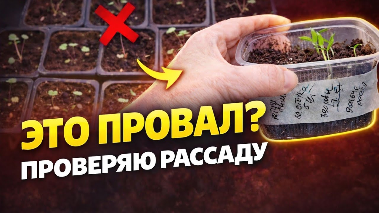 🌱 Что у меня взошло в этом рассадном сезоне. Не обошлось и без огорчений. 