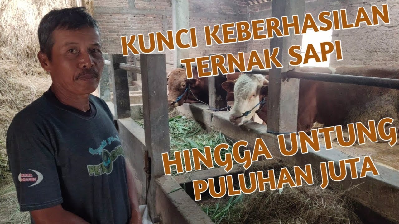 CARA TERNAK SAPI BIAR CEPAT DAPAT UNTUNG 