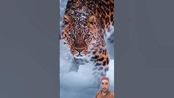 Surah al ikhlaas #egzonibrahimi #سورة_الإخلاص #ikhlas #nature #islamicprayer #animals #المصحف