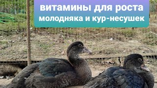 видео: Рост поздних утят//Витаминные добавки для утят, цыплят, породных кур и т.д. от ДКБ картинка: Рост поздних утят//Витаминные добавки для утят, цыплят, породных кур и т.д. от ДКБ