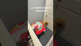 #goldendoodle #videoparati