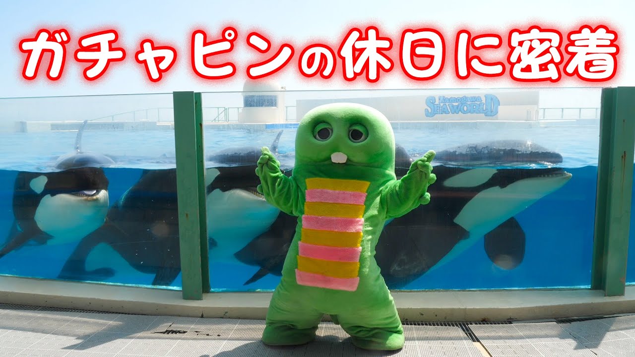 シャチでずぶ濡れ！？ガチャピンの休日に密着！