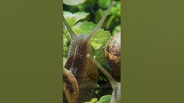 Top 10 Amazing Facts About Snails for Kids! Educational Video #snails #snailshell #snailfacts