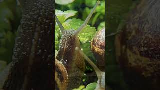 Top 10 Amazing Facts About Snails for Kids! Educational Video #snails #snailshell #snailfacts