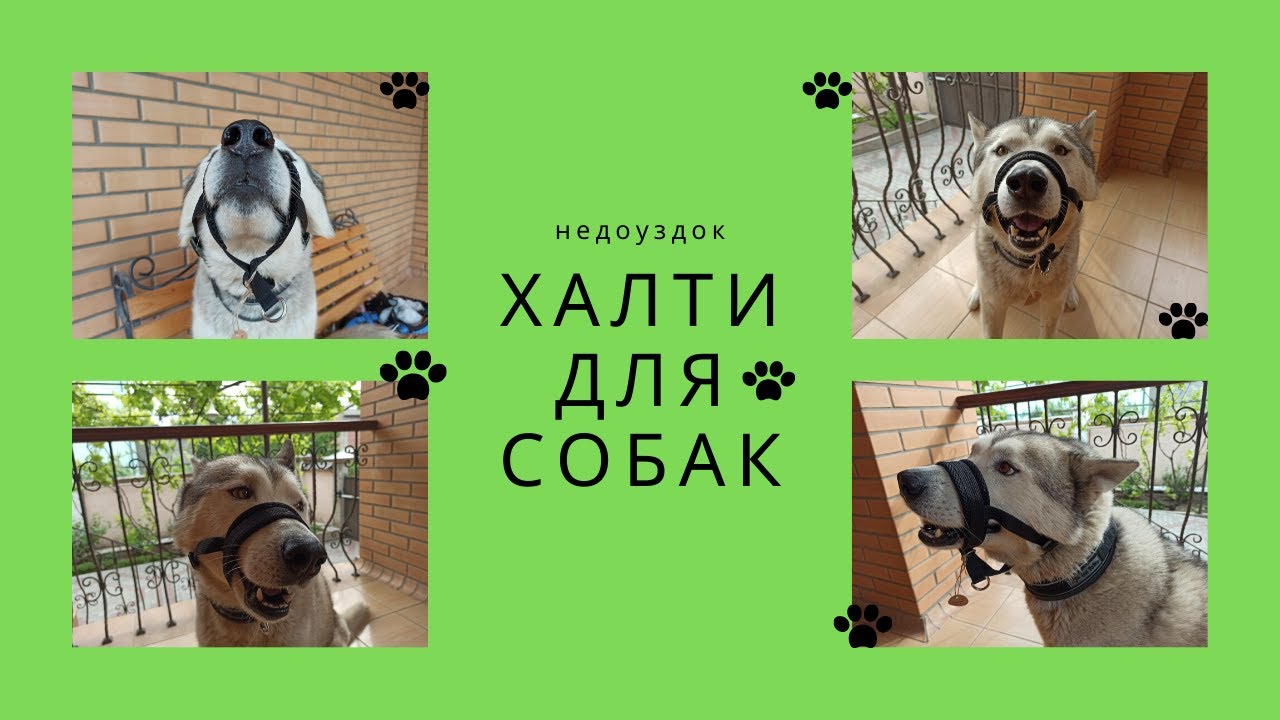 Халти для собак. Посылка для Лорда. Хаски