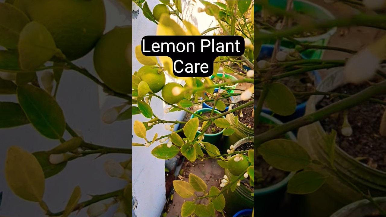 Lemon Plant Care #shorts #gardening