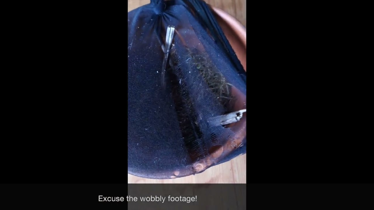 Freshly hatched moth Small Angle Shades Euplexia lucipara