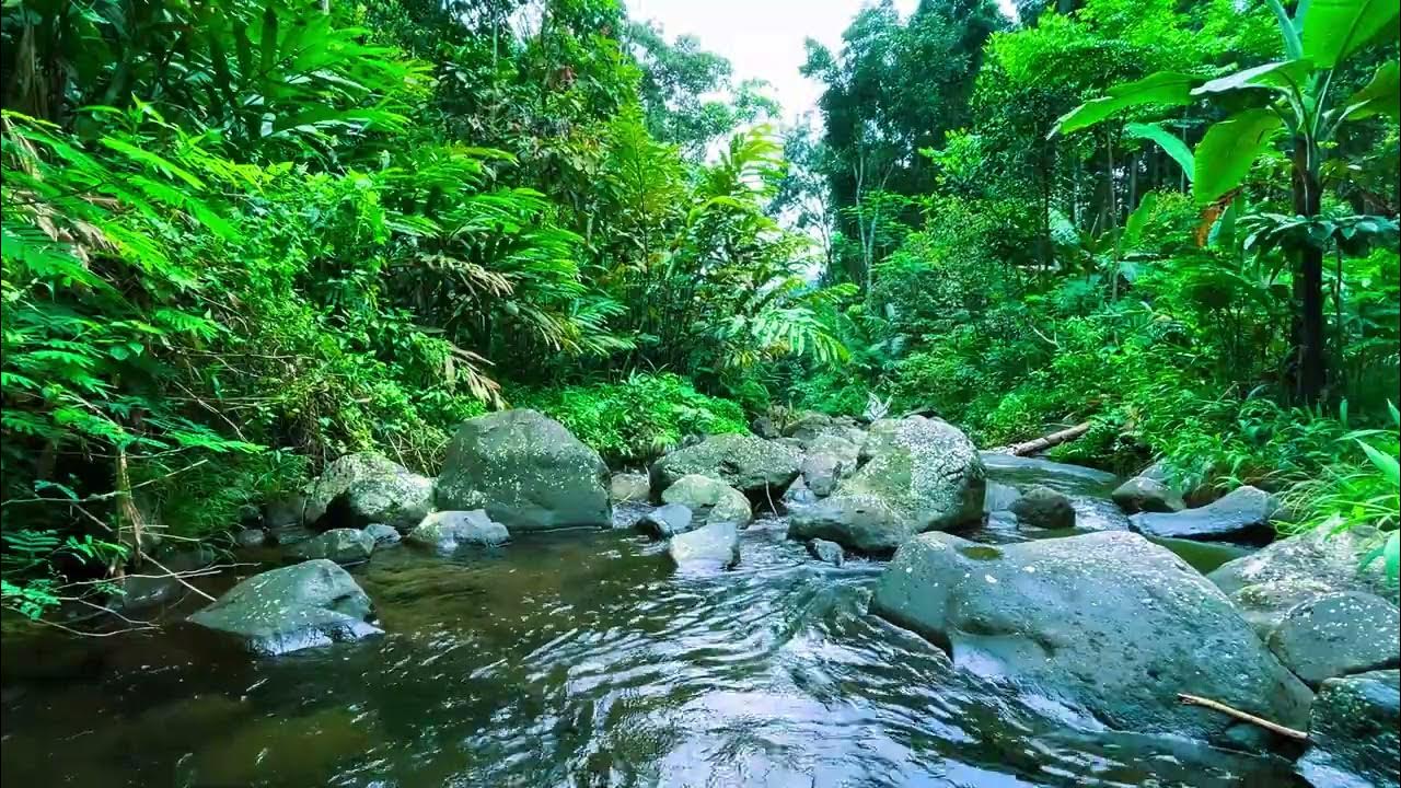 River Sounds for Relaxation, Mindfulness Meditation, and Deep Sleep Recovery River Sounds for Relaxation, Mindfulness Meditation, and Deep Sleep Recovery