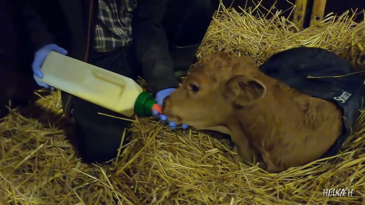 Olga tarvitsi eläinlääkärin apua poikimiseen