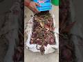 💥 Kitchen Waste to Black Gold in 60 Days 🌱 | Easy Crate Compost Trick 😲 #shorts #compost #plantcare