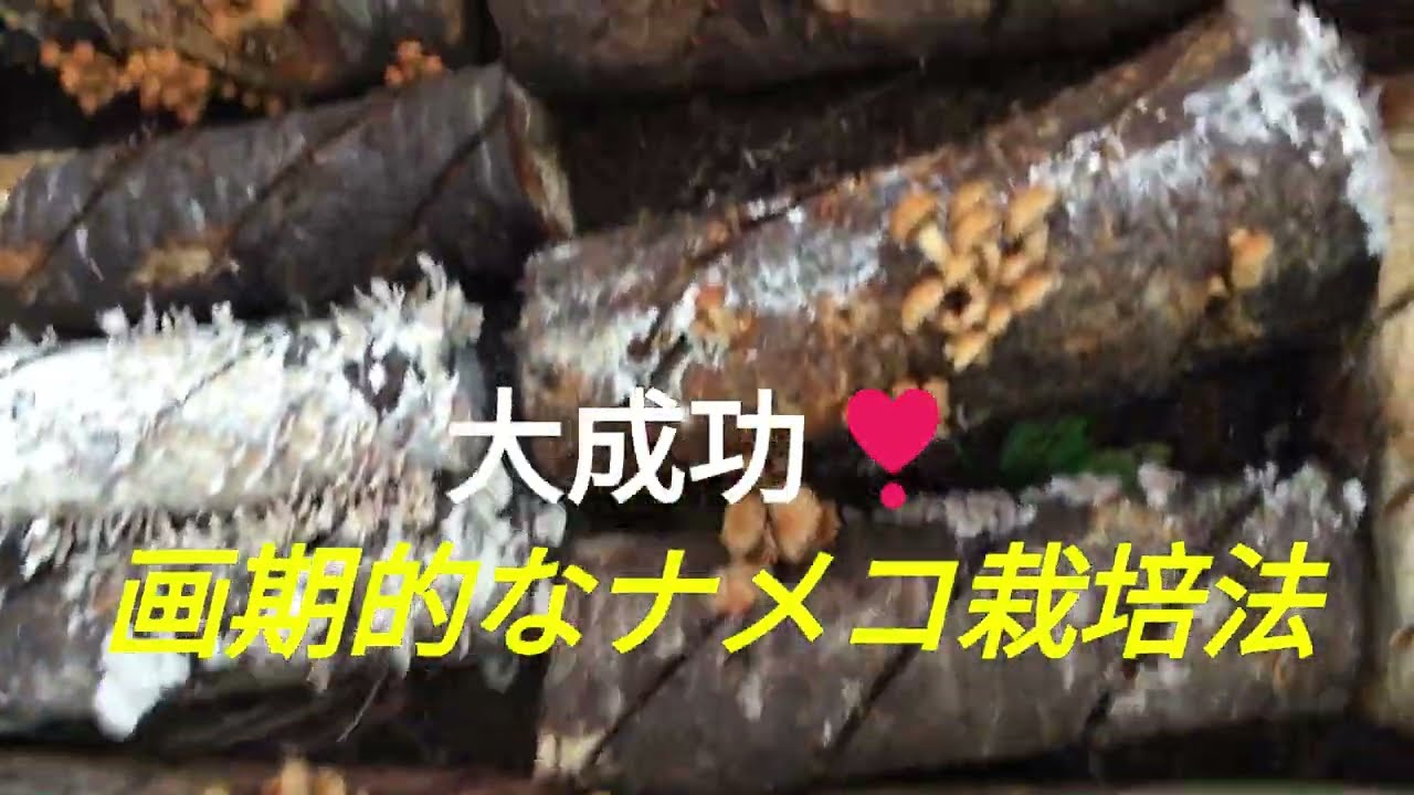 大成功❣画期的なナメコ栽培法＃キノコ栽培 #ナメコ収穫 #原木ナメコ