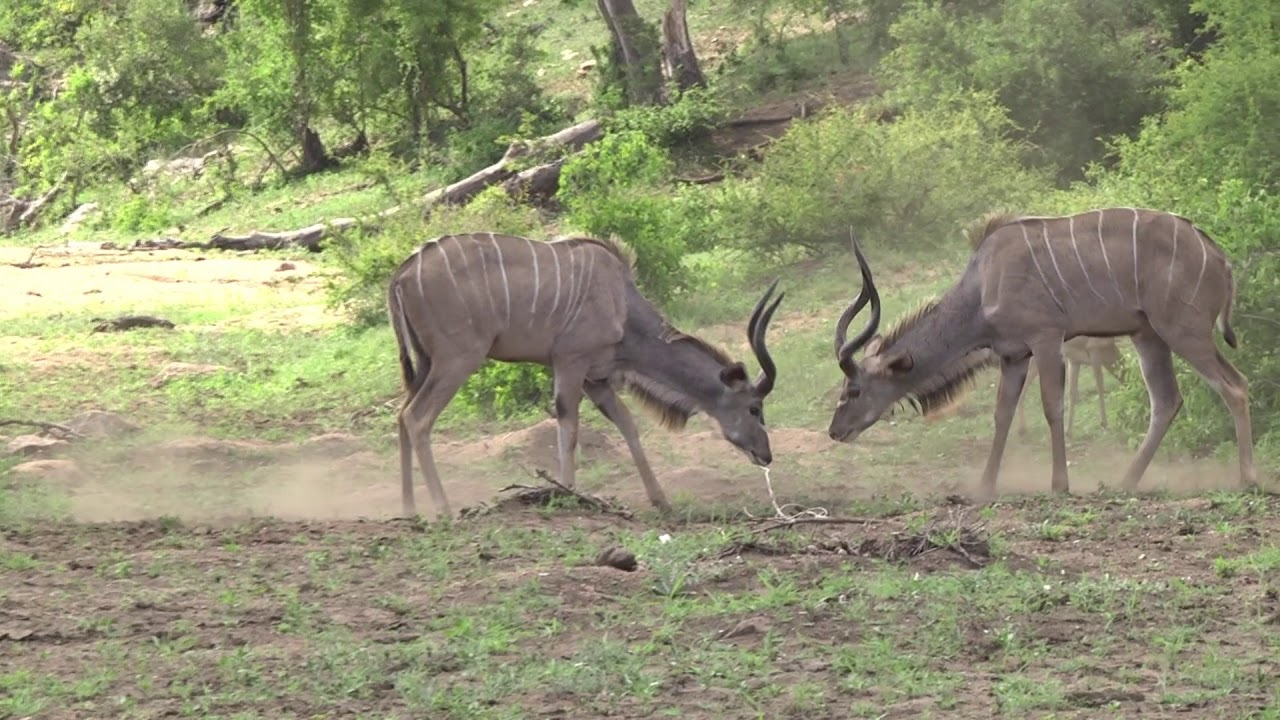 Young male Kudu antelopes play-fighting