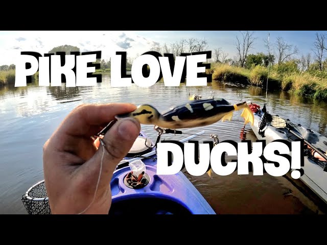 DUCK Bait vs. Frog Lure Fishing CHALLENGE!!! (BIGGEST FISH WINS) 