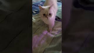 Catcskw8w Skwow Aiauqonsoq9q K Cat Anaiwi Wqmowis Wo