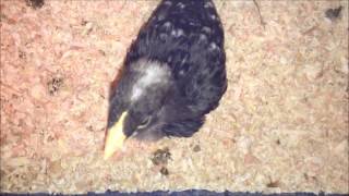 Funny Talking Chick screenshot 4