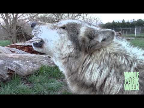 Wotan Howls During Howl Night