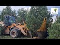 Где купить большие деревья в СПб?