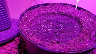 DAY 3 - 30:1 CBD Autoflower Run in the Indoor Dual Root Zone Aquaponics - First Plant is up