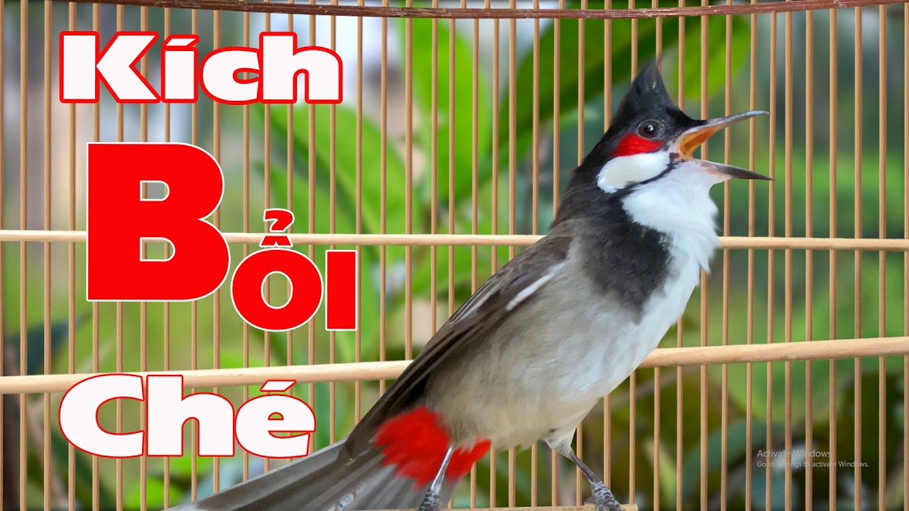 Chào Mào Kích Bổi Tăng Độ Lửa  - Dùng Luyện GiọngChào Mào Hót Đấu - Chào Mào Kích Trống Hót,căng lửa