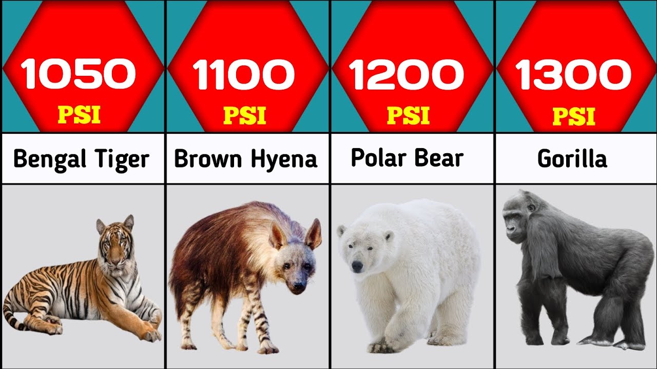 Animal Bite Force Comparison Most Powerful Animals Bite Force animal-bite-force-comparison-most-powerful-animals-bite-force
