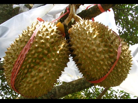 Download 55 Gambar Durian Bangkok Terbaik Gratis HD