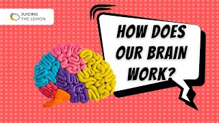 Hand Model of the Brain