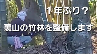 １年ぶり？裏山の竹林を整備します